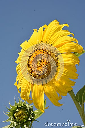 Pictures of sunflower Stock Photo