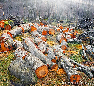 Picturesque alder wood Stock Photo