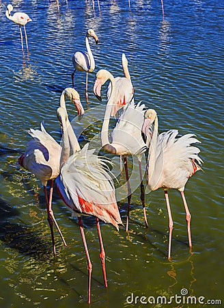 Picturesque birds communicate with each other Stock Photo