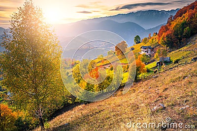 Amazing colorful autumn landscape, Magura village, Brasov county, Transylvania, Romania Stock Photo