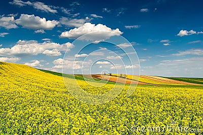 Picturesque Countryside Landscape. Blooming Rapeseed or Canola Fields,Green Rows and Trees Stock Photo