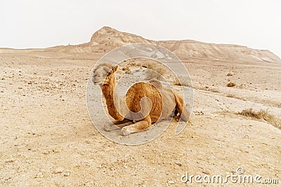 Picturesque desert dromedary camel lying on sand Stock Photo