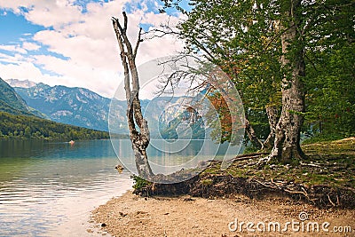 Dry tree on teh shore of lake Bohinj Stock Photo