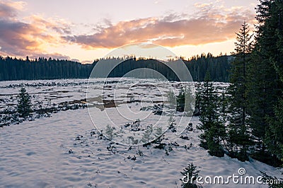 Picturesque evening panorama of forest marsh covered with snow. Stock Photo