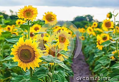 A picturesque field of a blossoming sunflower at sunset. Stock Photo