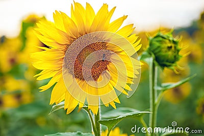 A picturesque field of a blossoming sunflower at sunset. Stock Photo