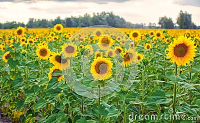 A picturesque field of a blossoming sunflower at sunset. Grain harvest in summer Stock Photo