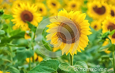 A picturesque field of a blossoming sunflower at sunset. Grain harvest in summer Stock Photo