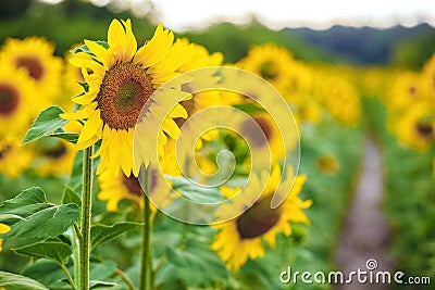 A picturesque field of a blossoming sunflower at sunset. Grain harvest in summer Stock Photo