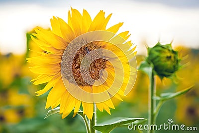 A picturesque field of a blossoming sunflower at sunset. Stock Photo