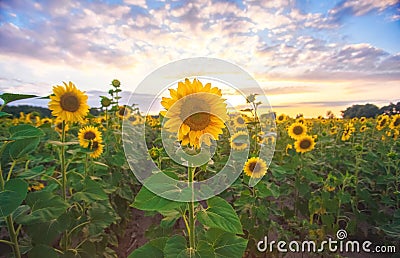 A picturesque field of a blossoming sunflower at sunset. Stock Photo