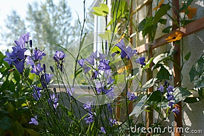 Picturesque garden on the balcony. Cozy design of greening home. Violet bellflowers and orange thunbergia flowers Stock Photo