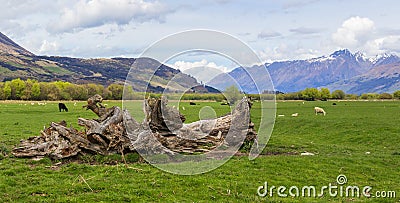 Picturesque green grass farmland landscape with snow top mountains, New Zealand Stock Photo