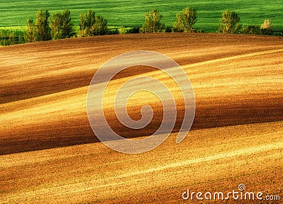 Hilly field. ranks of agricultural crops on the field Stock Photo