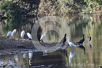 Picturesque landscape in sasan gir wildlife sanctuary Stock Photo