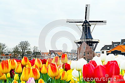 Picturesque morning landscape with the windmill, Haarlem, Holland Stock Photo