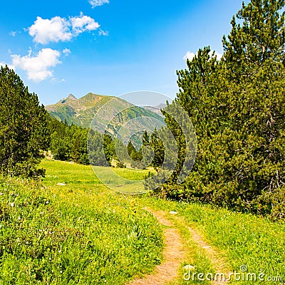 A picturesque mountain landscape with a green meadow, pine trees and a footpath Stock Photo