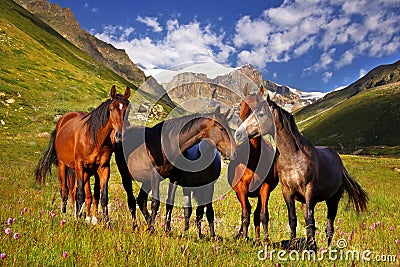 Picturesque mountain landscape with horses Stock Photo