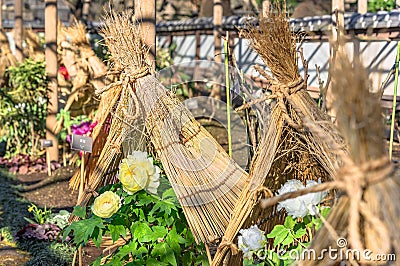 Japanese Botan peony flowers protected from freezing winter cold by a straw teepee. Stock Photo