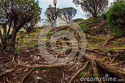 Picturesque park with evaporation from natural active geysers at Stock Photo