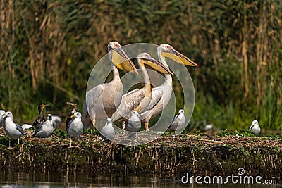 Picturesque scene of several birds perched atop a grassy landscape near a body of tranquil water Stock Photo