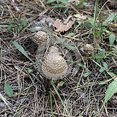 picturesque triple of the poisonous forest mushrooms. scaly stalk. old forest pine needles Stock Photo