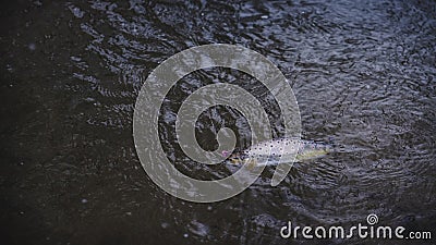 Picturesque trout under water Stock Photo