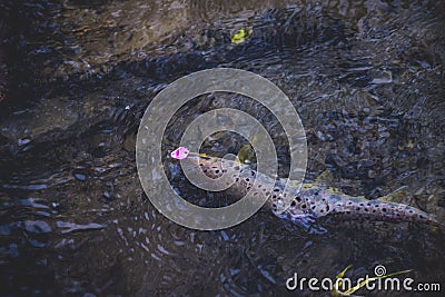 Picturesque trout under water Stock Photo