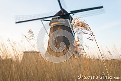 Reed stem moves in the wind, traditional dutch windmill in the background Stock Photo