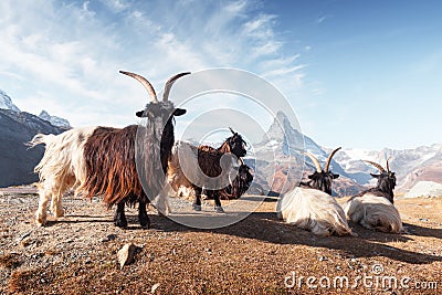 Picturesque view of Matterhorn peak and Stellisee lake in Swiss Alps Stock Photo