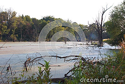 Picturesque views yet zazelenevshie swamp. Stock Photo