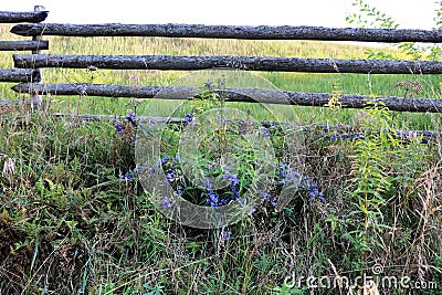 Picturesque wooden rural fence and blue flowers Stock Photo