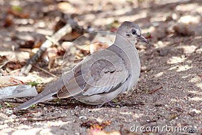 Picui Ground-Dove Columbina picui perched on ground Stock Photo