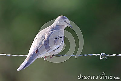 Picui Ground-Dove Columbina picui perched on barbed wire Stock Photo