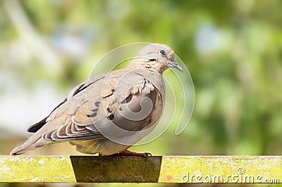 Picui ground dove perched on a pole Stock Photo