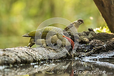 Green Woodpecker, Picus viridis Stock Photo