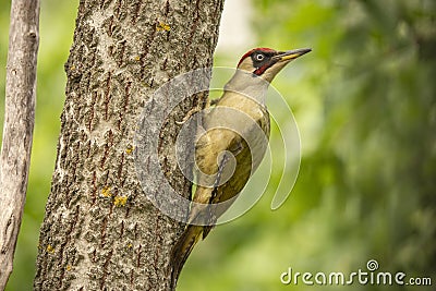 Green Woodpecker, Picus viridis Stock Photo