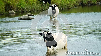 Piebald black and white cow Stock Photo