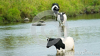 Piebald black and white cow Stock Photo