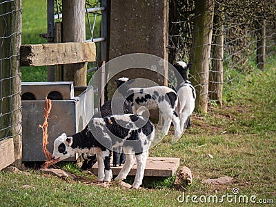 Piebald black and white lambs, probably Jacob breed sheep in field. UK. Stock Photo