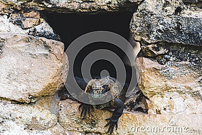 Piebald chuckwalla with black hands and a yellowish head going out of the stone wall Stock Photo