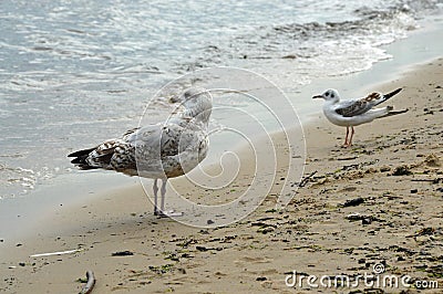 Piebald and grey&white sea gulls looking at the Baltic Sea Stock Photo