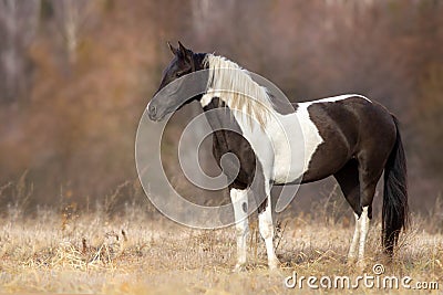 Piebald horse outdoor Stock Photo