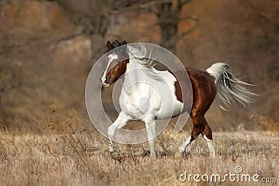 Piebald horse run Stock Photo