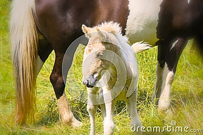 a piebald mare of an Icelandic Horse with it`s lovely white foal Stock Photo