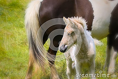 a piebald mare of an Icelandic Horse with it`s lovely white foal Stock Photo