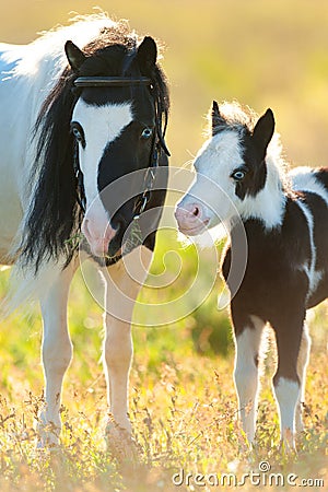 Piebald pony mare with foal Stock Photo