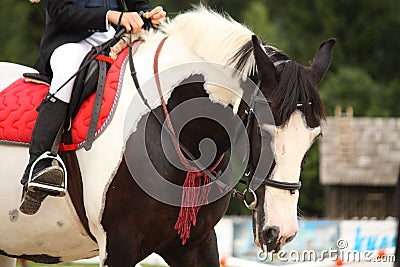 Piebald tinker horse portrait Stock Photo