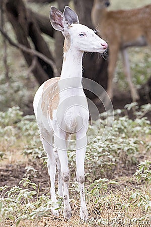 Piebald Whitetail fawn in vertical photograph Stock Photo