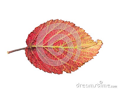 Piece of autumn leave withering in fall Stock Photo